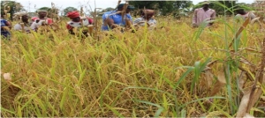 GENRE ET MINORITE DANS L'AGRICULTURE IVOIRIENNE