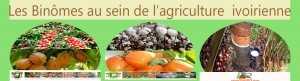 Les Binômes au sein de l’agriculture ivoirienne